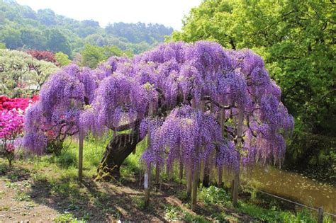 glicine viola|Glicine: varietà, coltivazione e cura di questa pianta